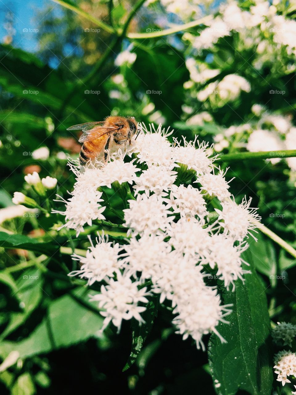 Bees and flowers 