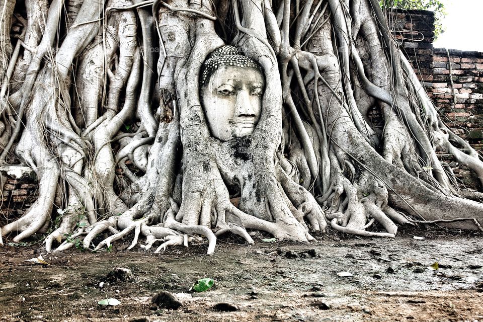 Buddha statue head in tree roots 