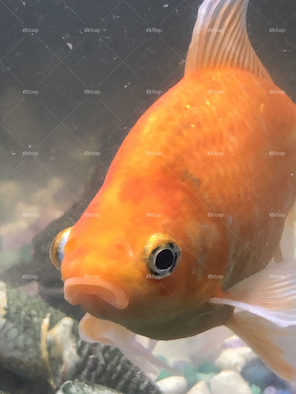 Pretty goldfish 