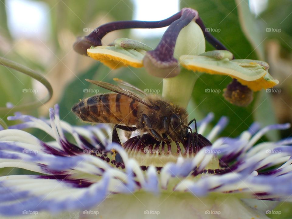 Bee on passiflore