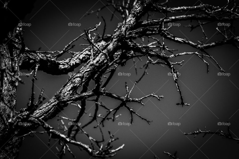 Grayscale Oak branch