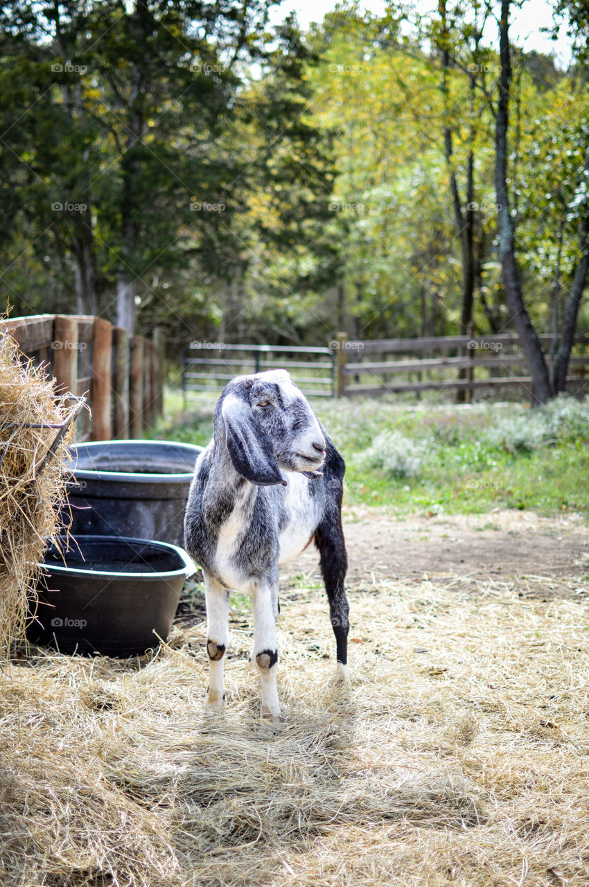Grey and white goat in a fenced field looking off  and standing next to a hay bale
