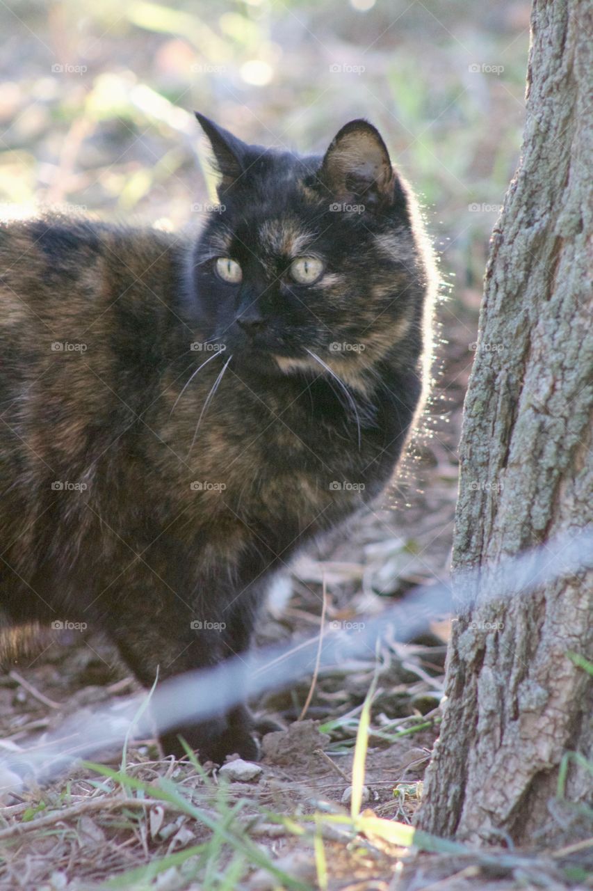 A tortoise shell cat pauses by a tree, alert to all the sounds around her 