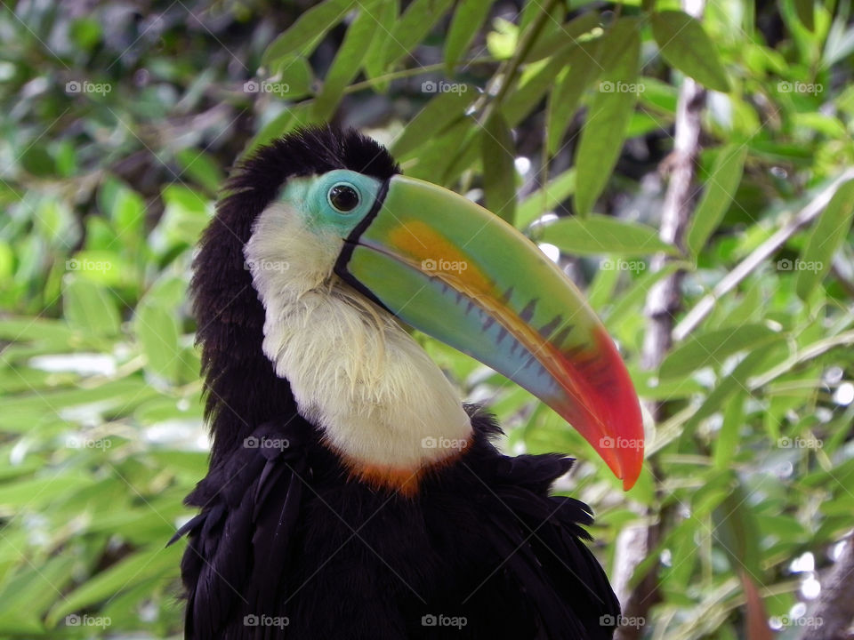 Toucans have the most beautiful colouration on their beaks