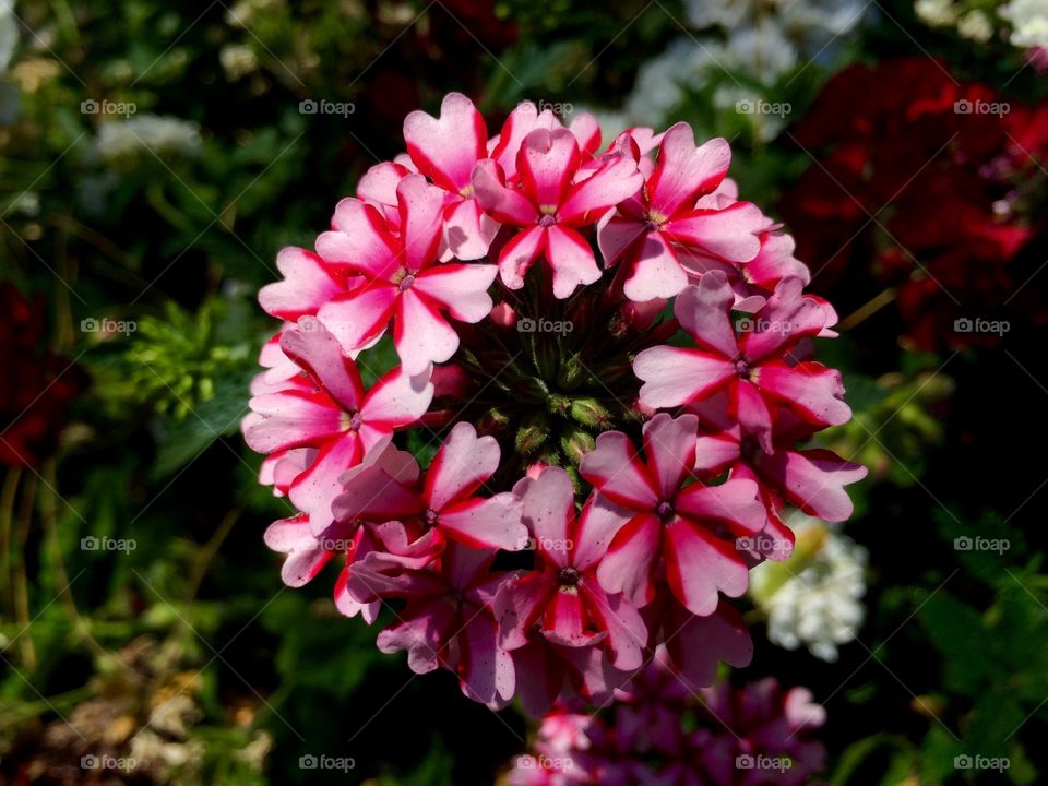 Circular flower 