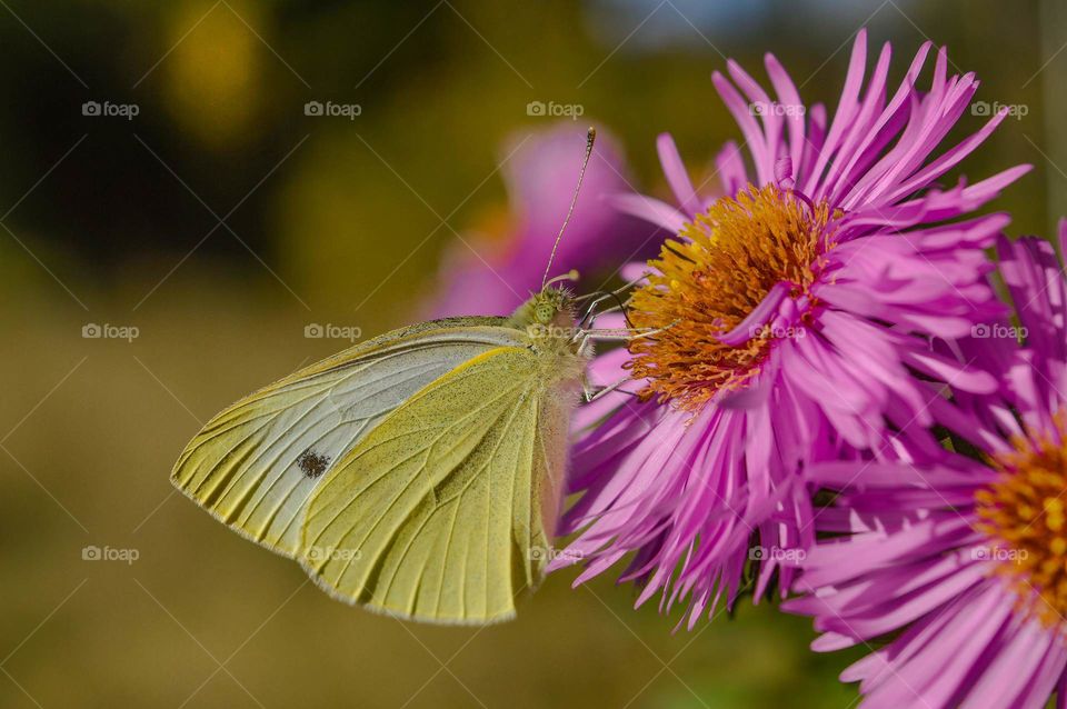 Butterfly and flower.