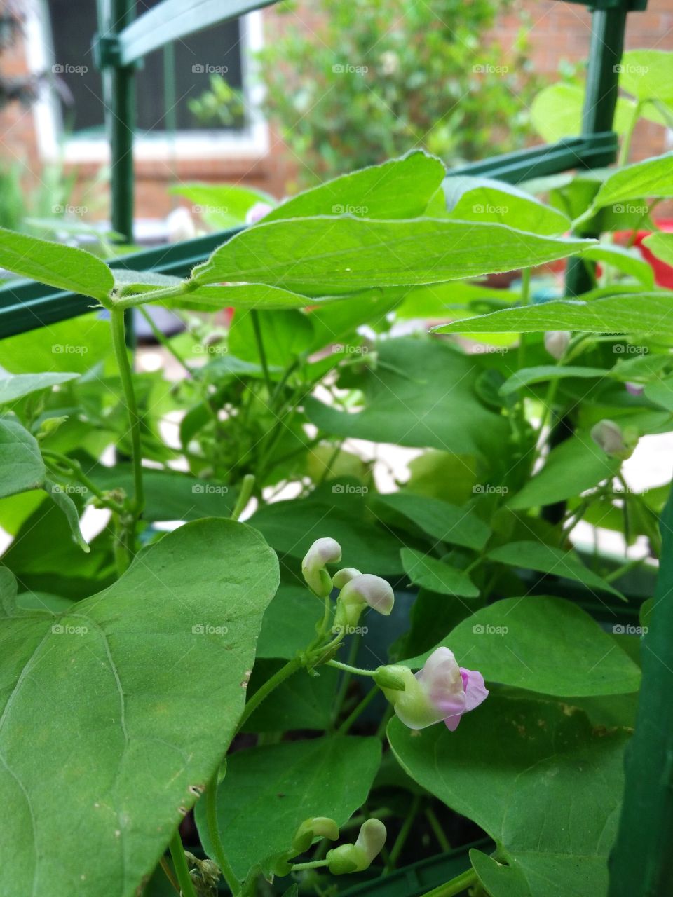 purple hulled pole beans