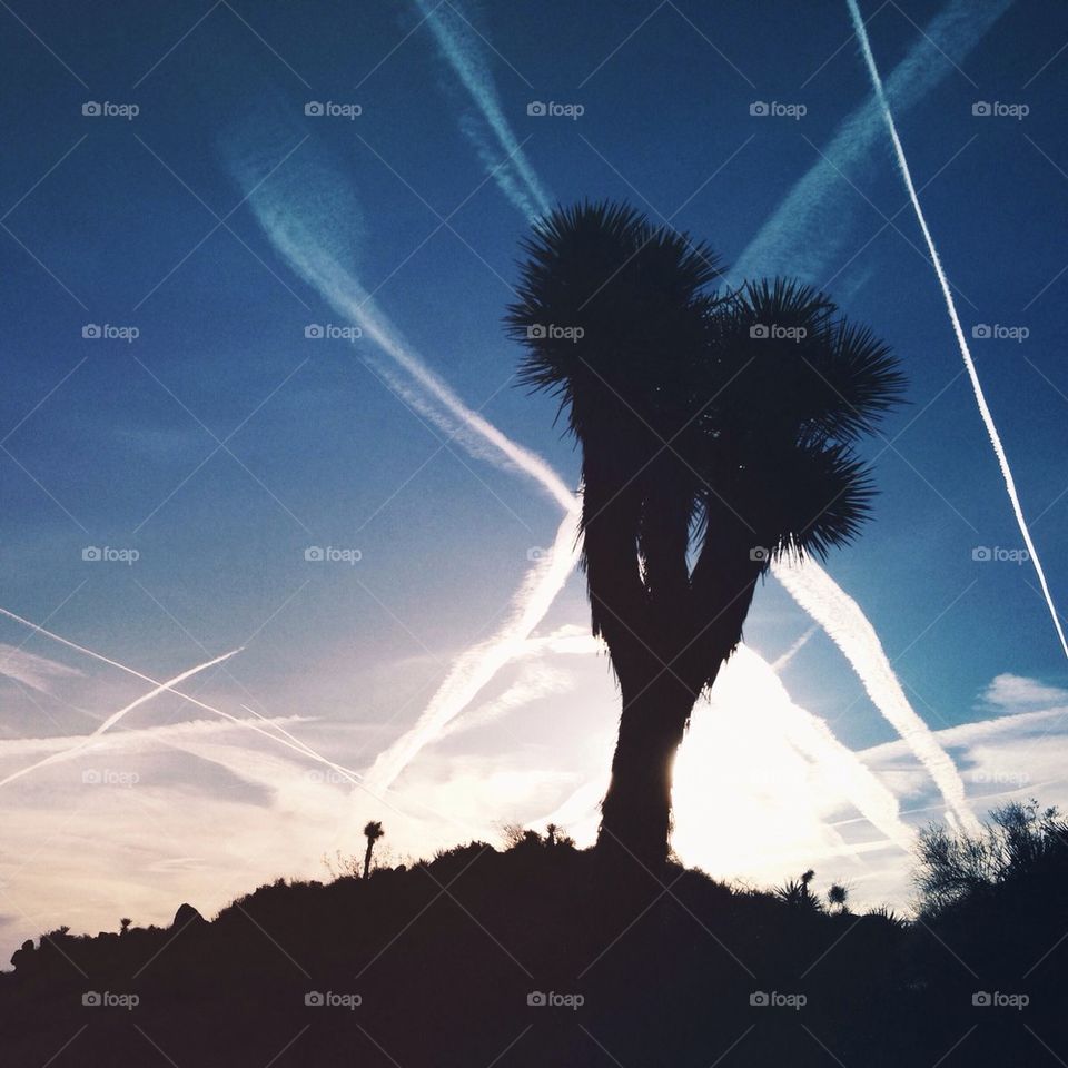 Joshua Tree