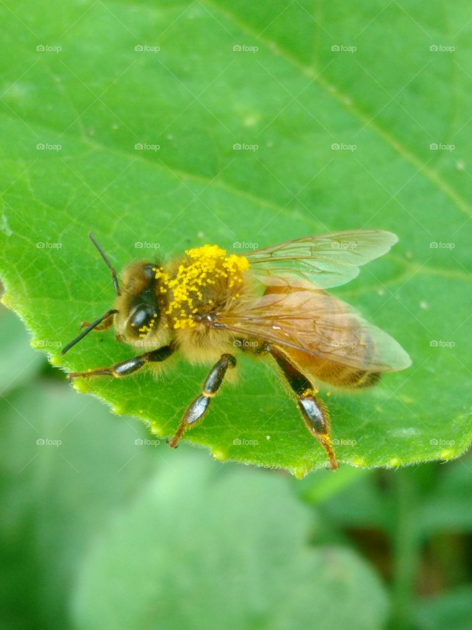 pollinated bee on leaf