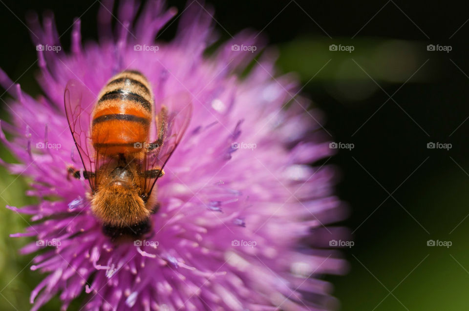 flower macro close bee by cdnrebel1