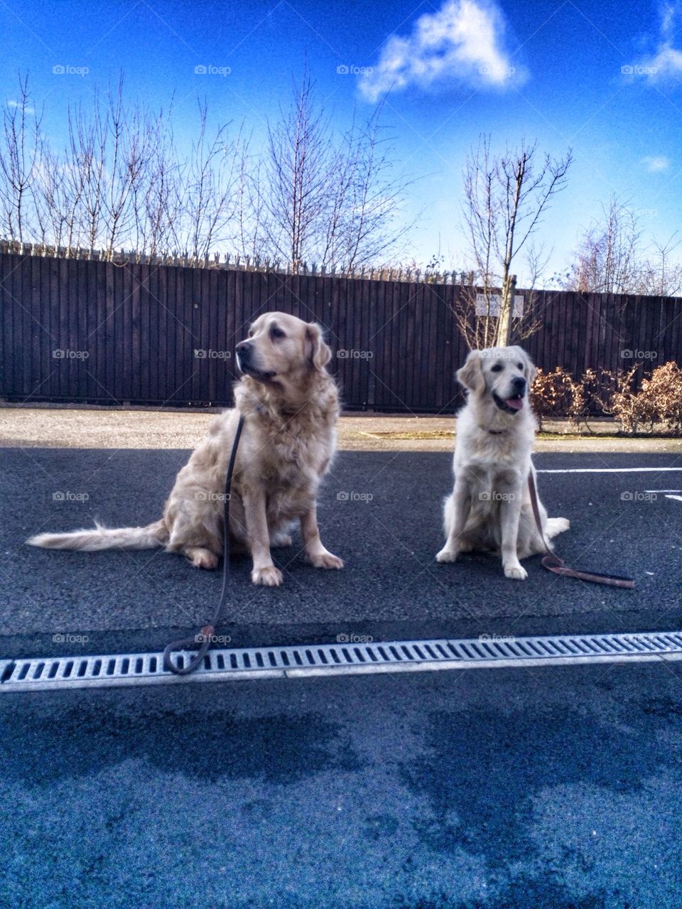 Nocas and Zoe posing - Holden Retriever