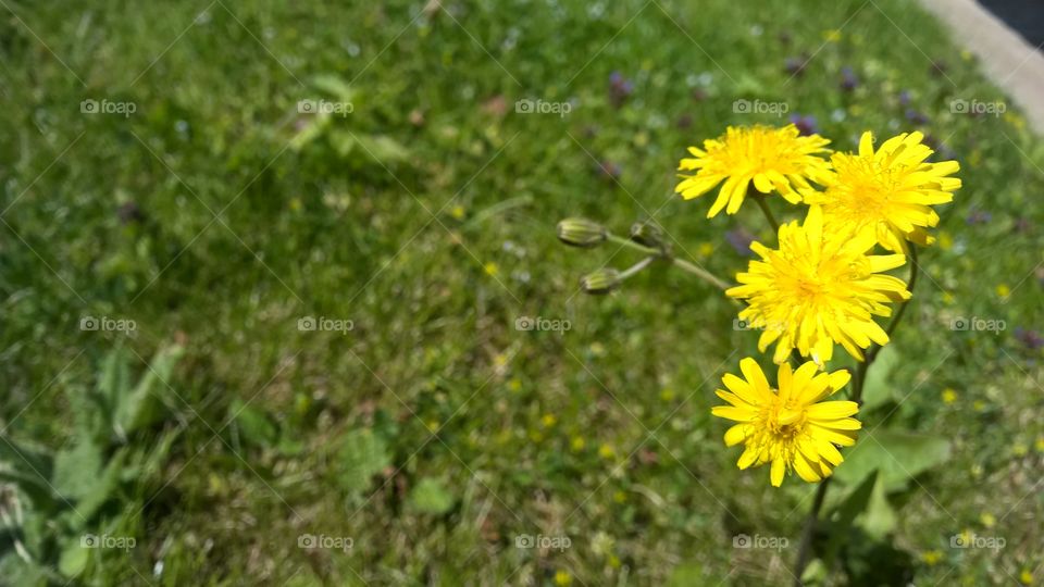 yellow dandelions