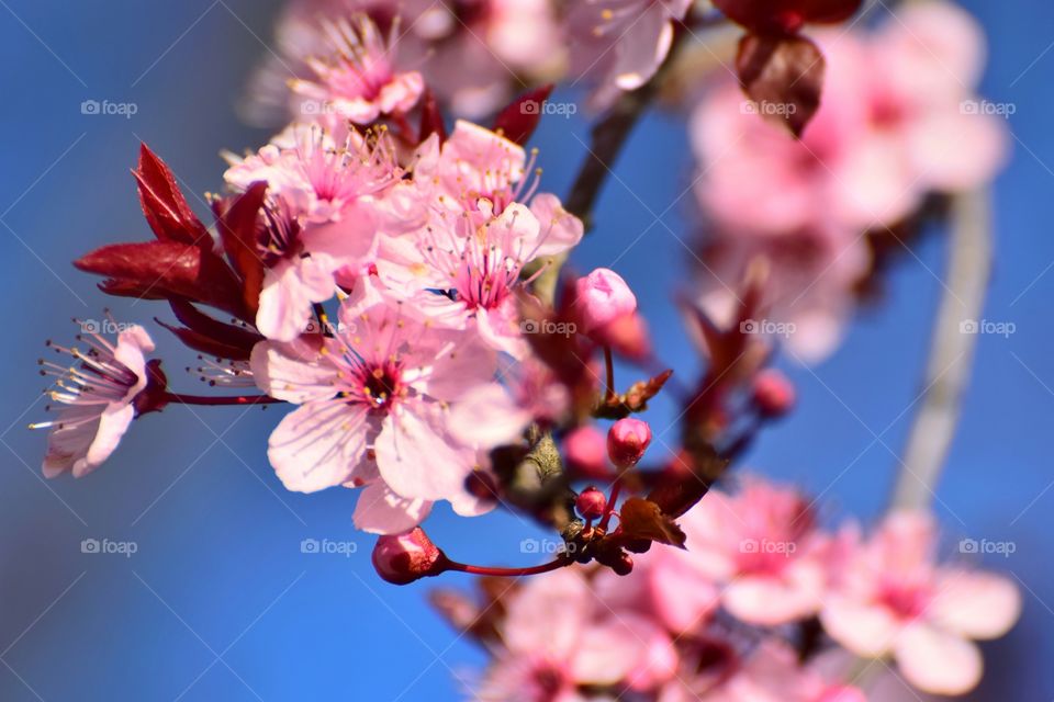 Early spring blossom