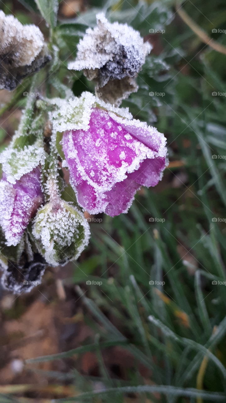 Wintertime, frozen purple gardenflower in front of stone wall covered with a blanket of frost.