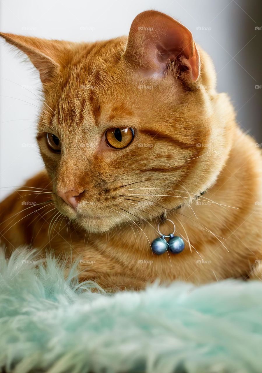 Orange cat & blue faux fur