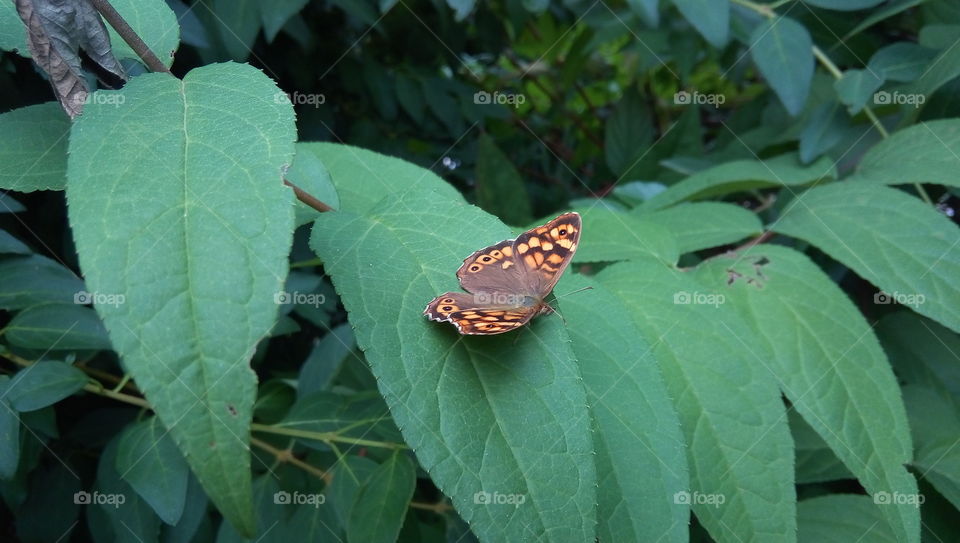 A beautiful butterfly on a leaf.