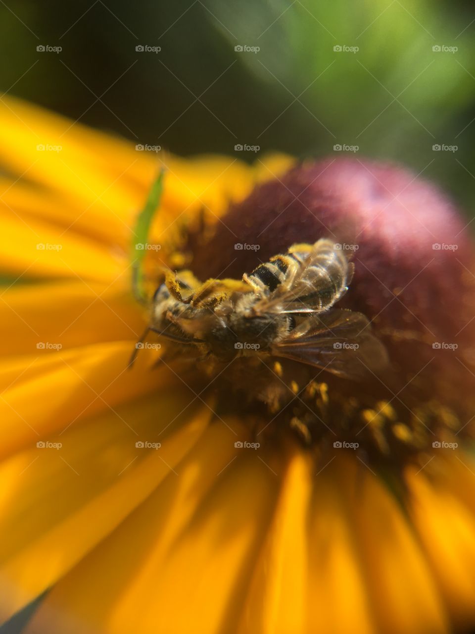 Two bees on flower 