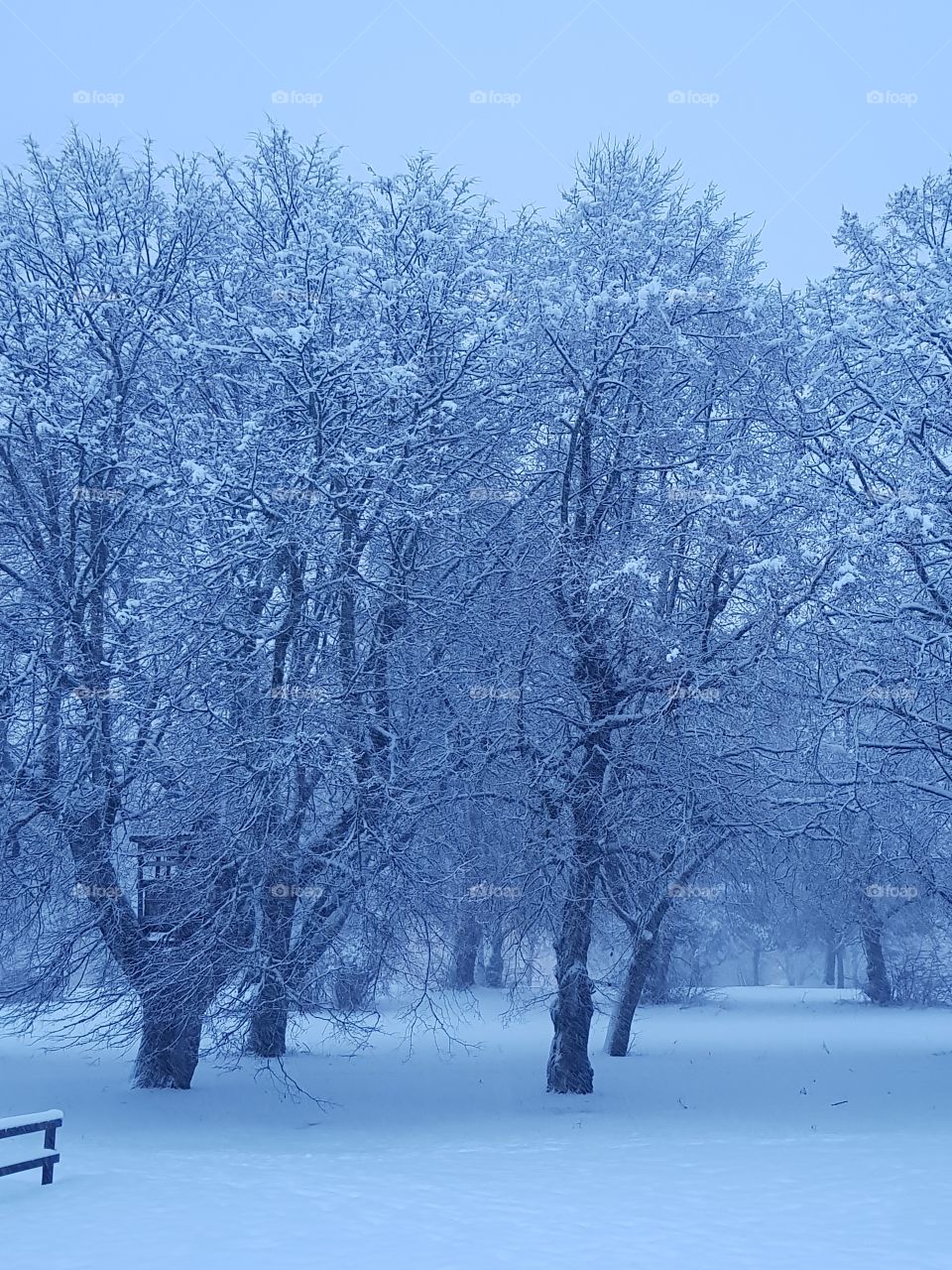 Tree in winter