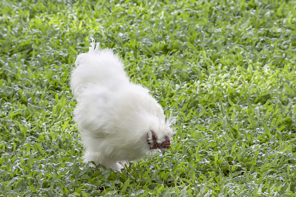 White Chicken or Silkie Hen eating food On the lawn in the garden.