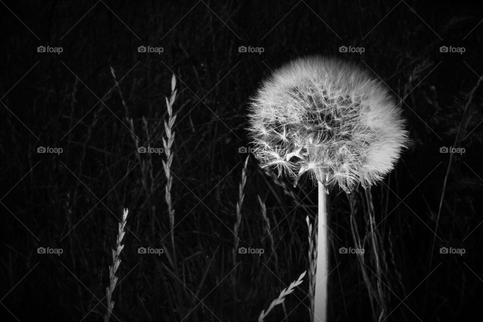 black and white low key dandelion with seeds