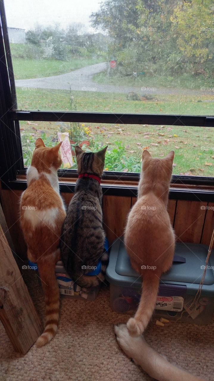Kitty trio