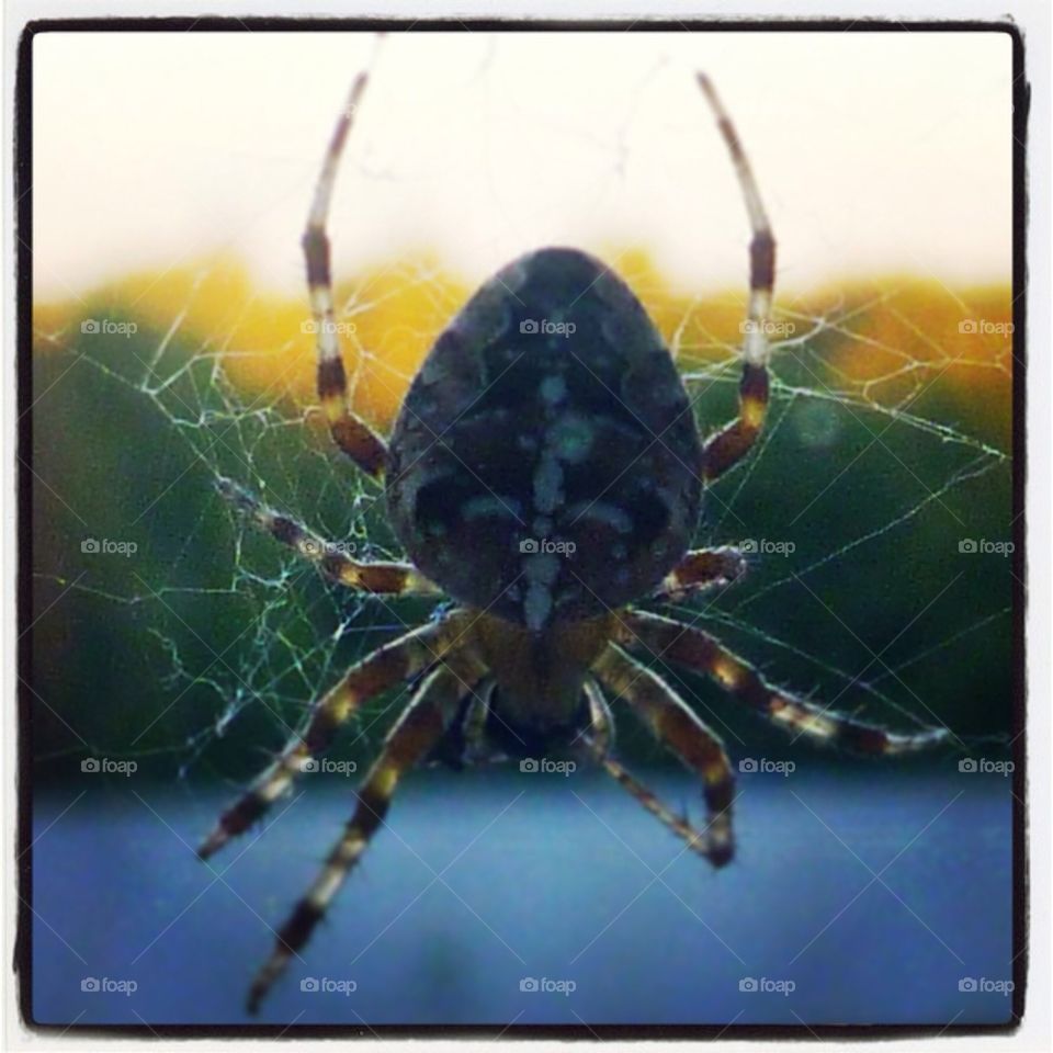 Big spider