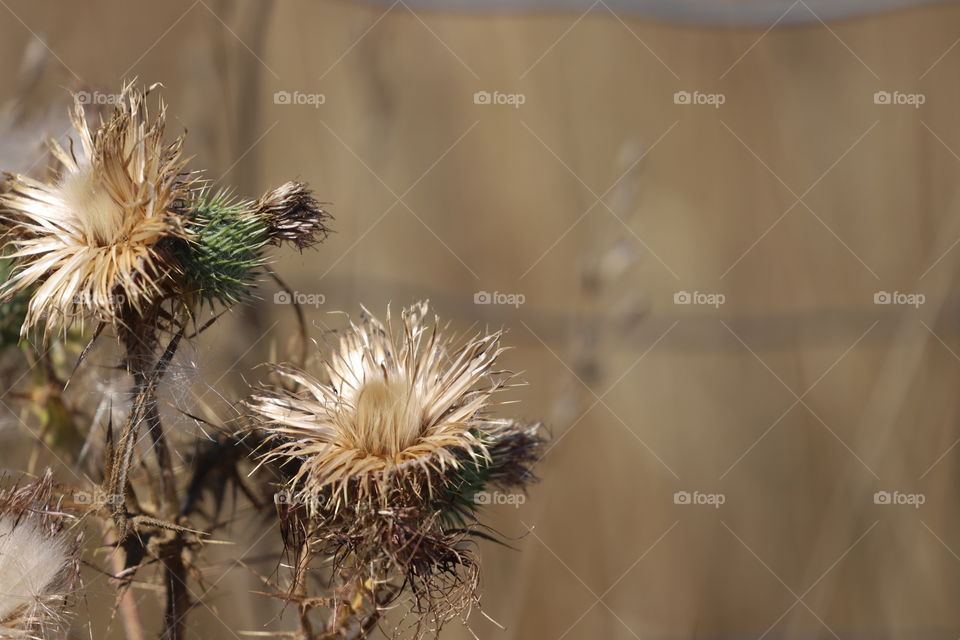 Dry summer flower glowing on golden sun