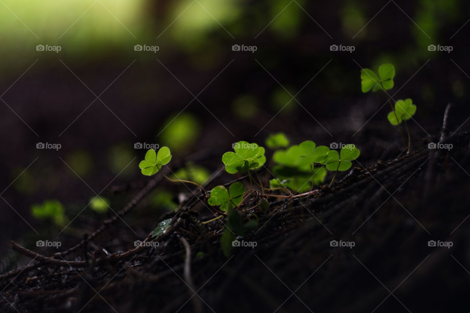 Irish clover in a dark magic forest in the morning light. Shamrock background for St. Patrick Day.