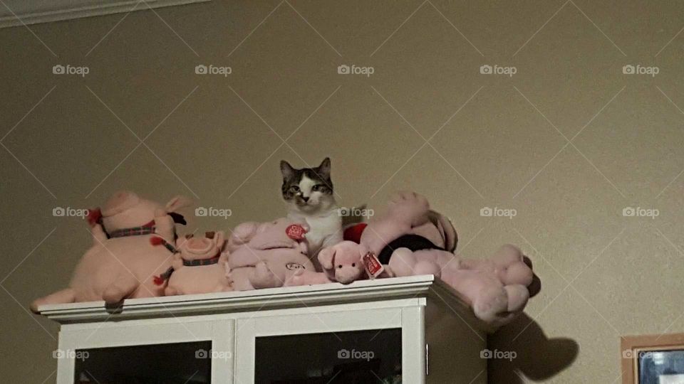 A cat hiding amongst pigs!