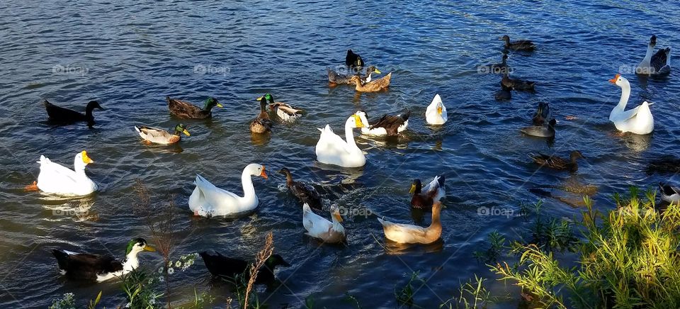 Ducks and Geese