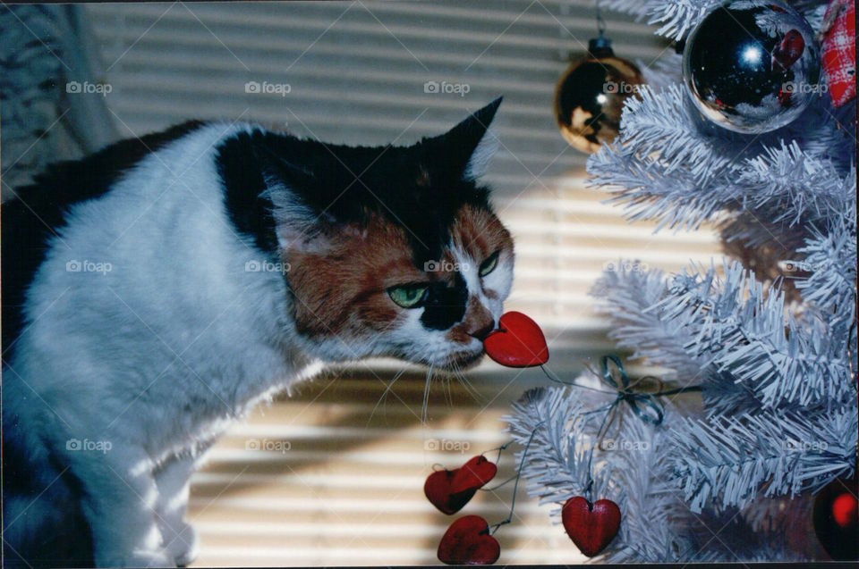 Calico cat