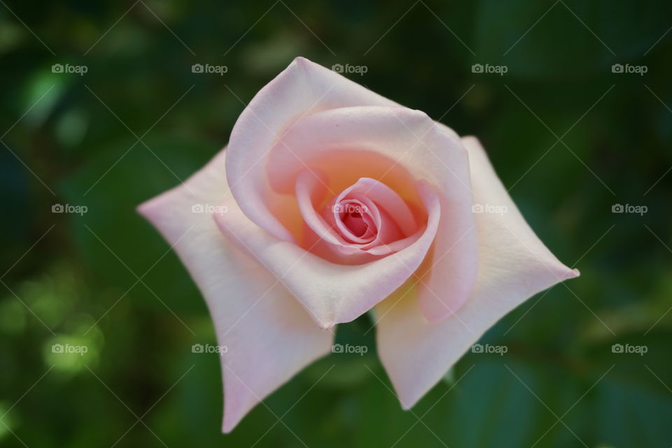Pink rose in out garden