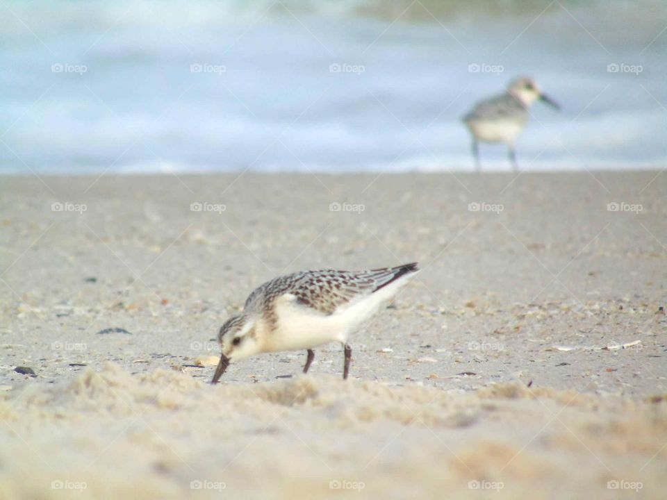 Sand pipers