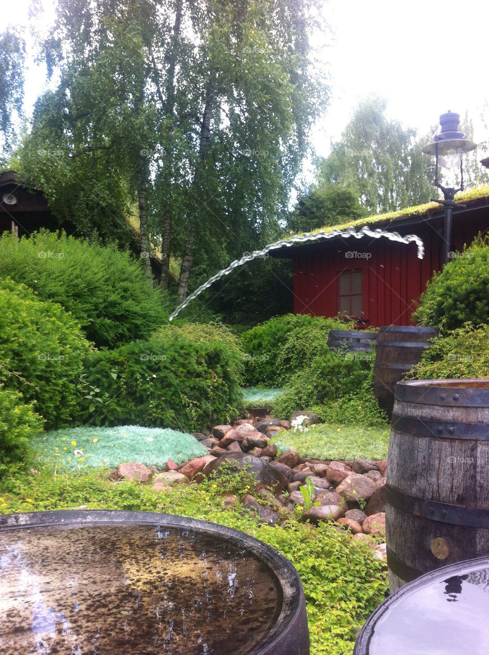 träd vatten liseberg grönska by micke71xxx