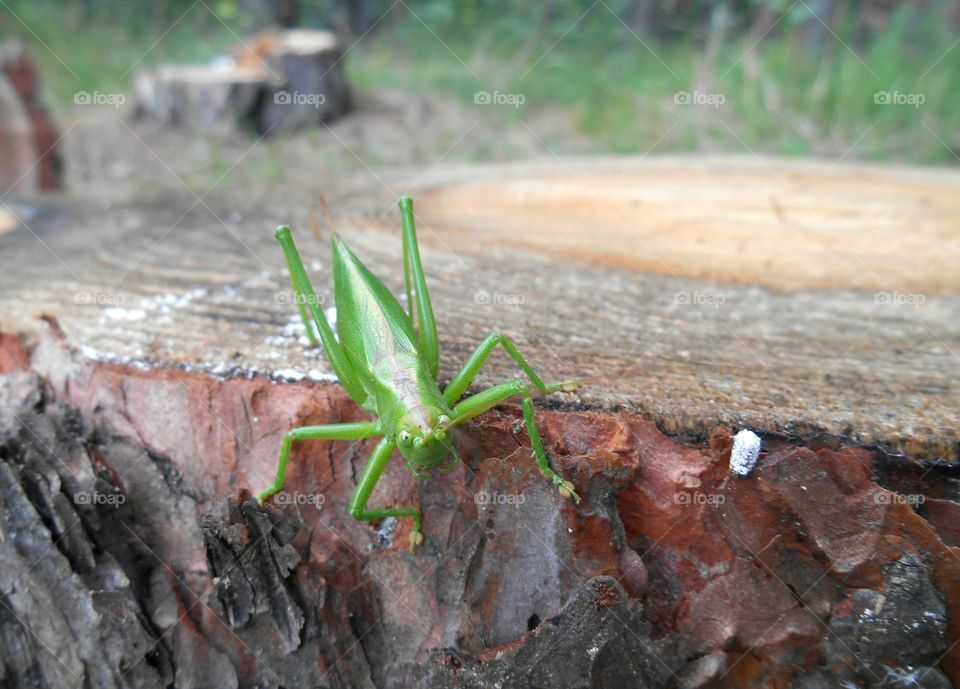 Nature, No Person, Leaf, Outdoors, Wood