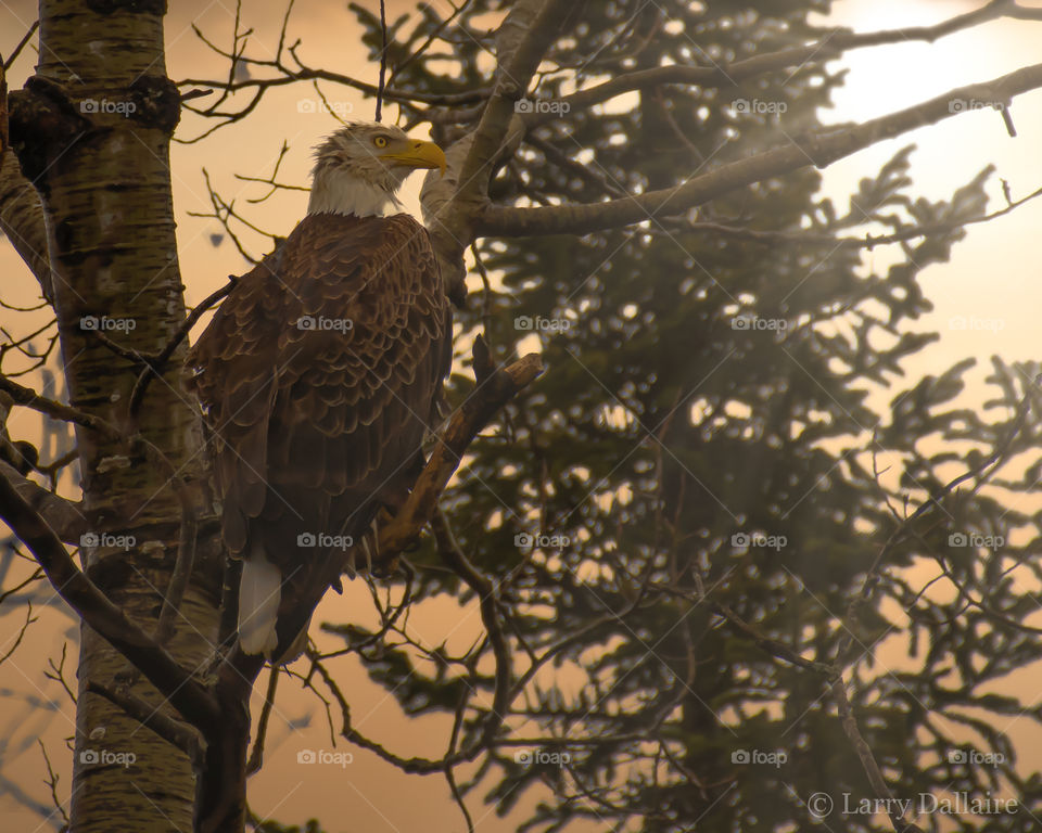 Bald eagle (Haliaeetus leucocephalus) perched on branches at sunset, Quebec, Canada