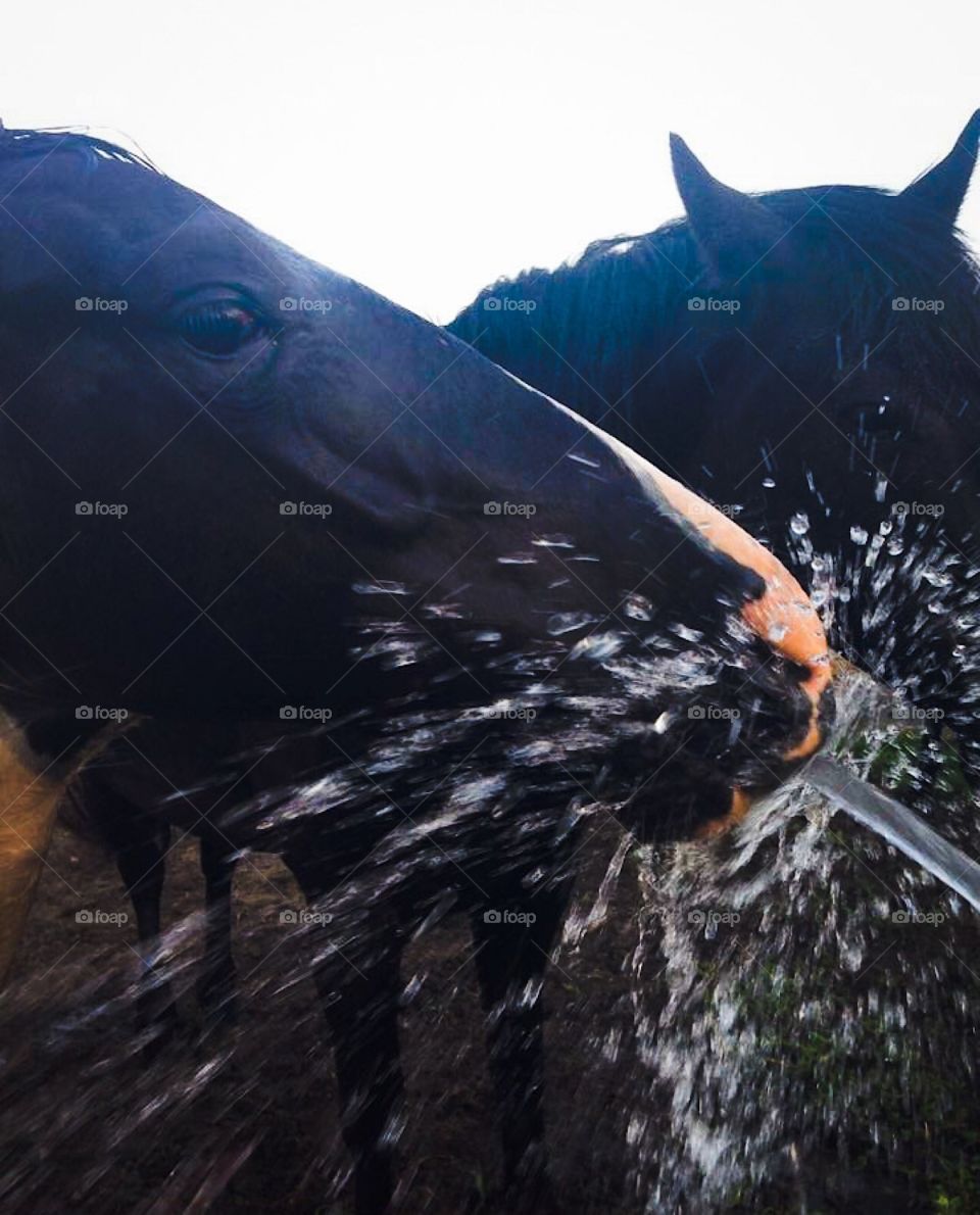 Horse Drinking Water From Hose On Farm 