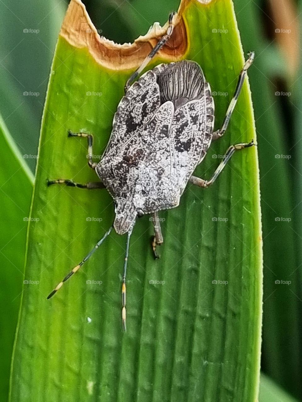 close-up of a little stink bug on a leaf.