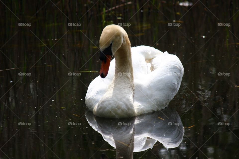 Mirrored swan. 
