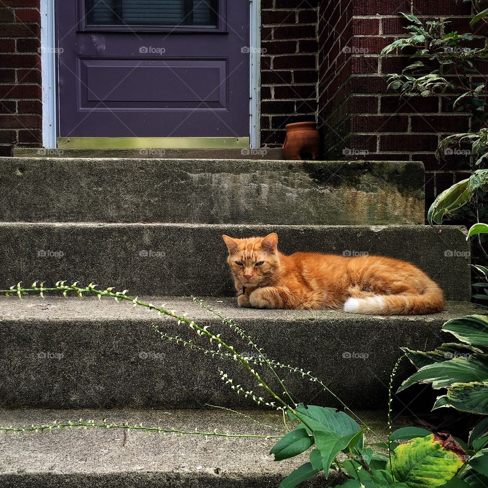 Cat relaxing on a porch step