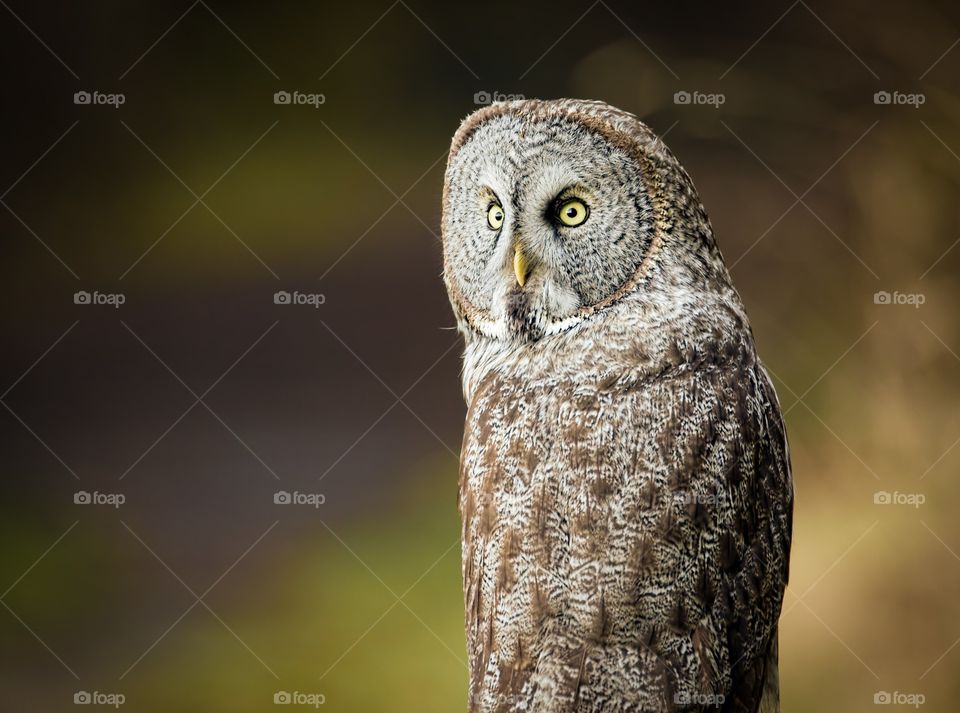 Close-up of an Great Grey Owl