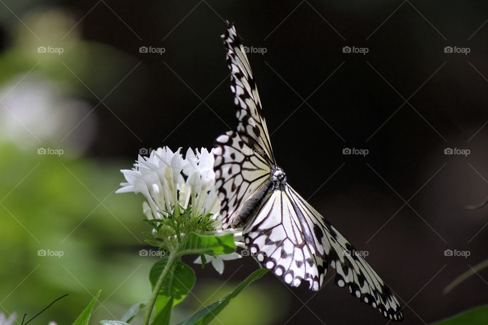 Butterfly pollinating on white flower