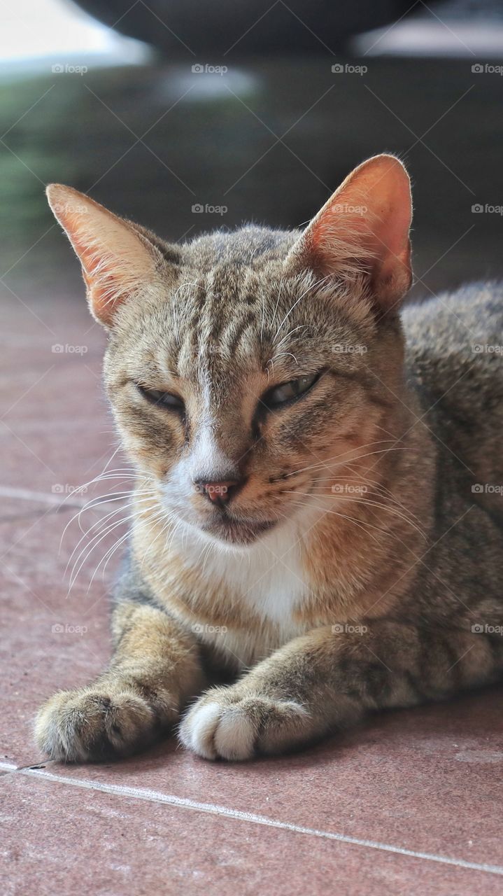 Sitting and sleepy cat