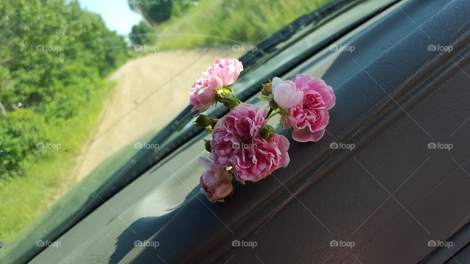 Road side flowers!