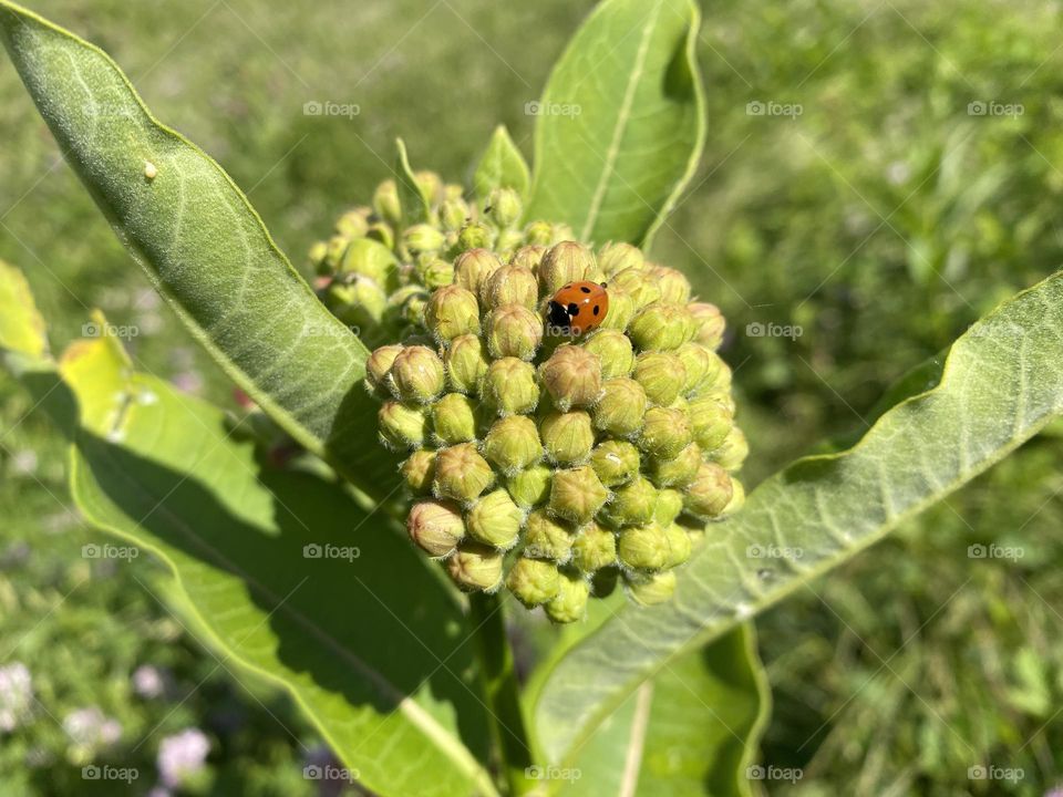 Ladybug on flower 