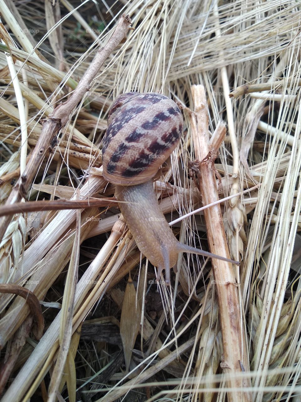 Snail