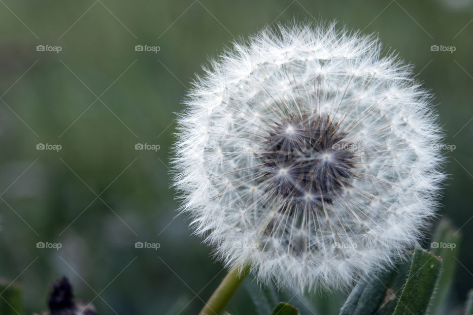 Closeup of white and delicate sphere of dandelion flower with green meadow background.