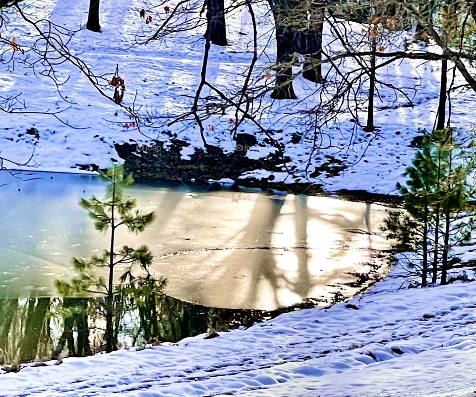 Tree reflection on winter lake