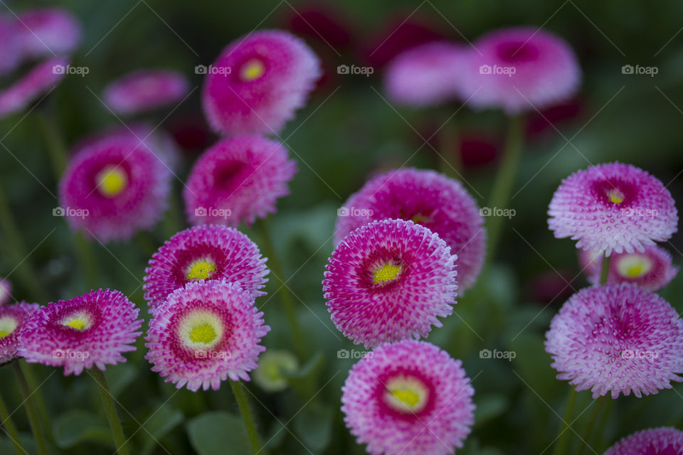 Pompom Dahlias 