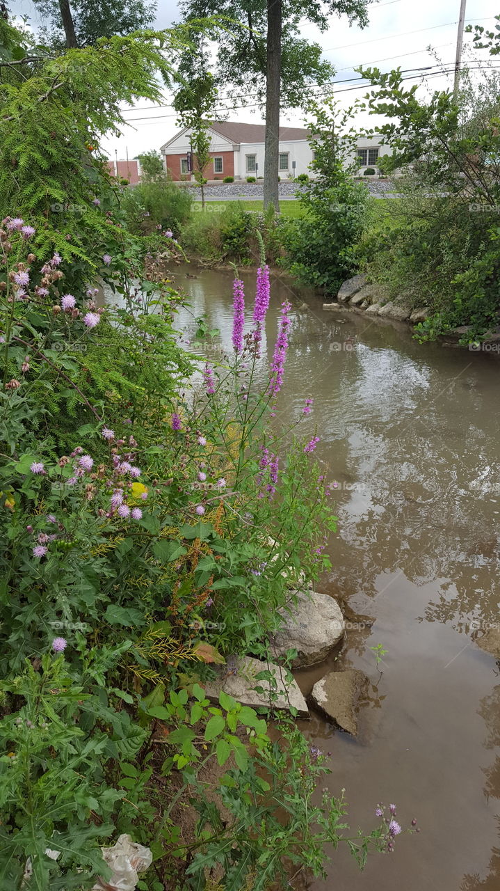 flowers and stream